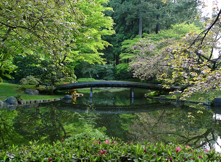 A garden with a variety of plants and a small pond.