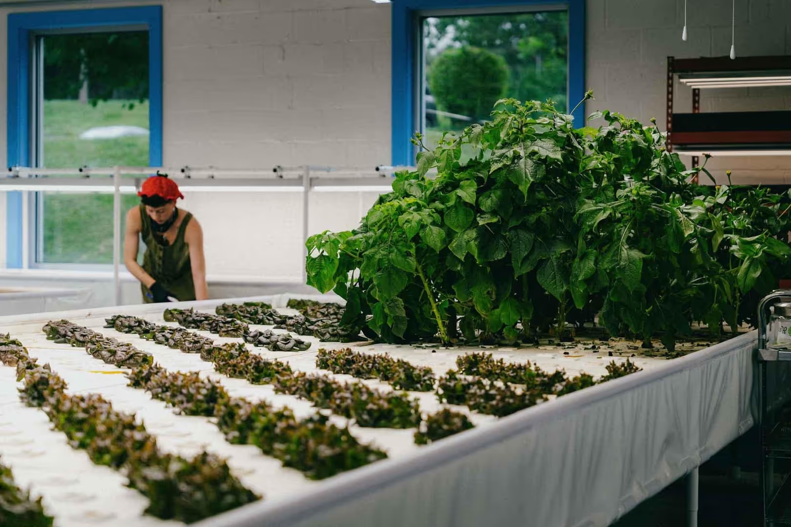 Tom Masano Aquaponics Harvest Moon Green Plants