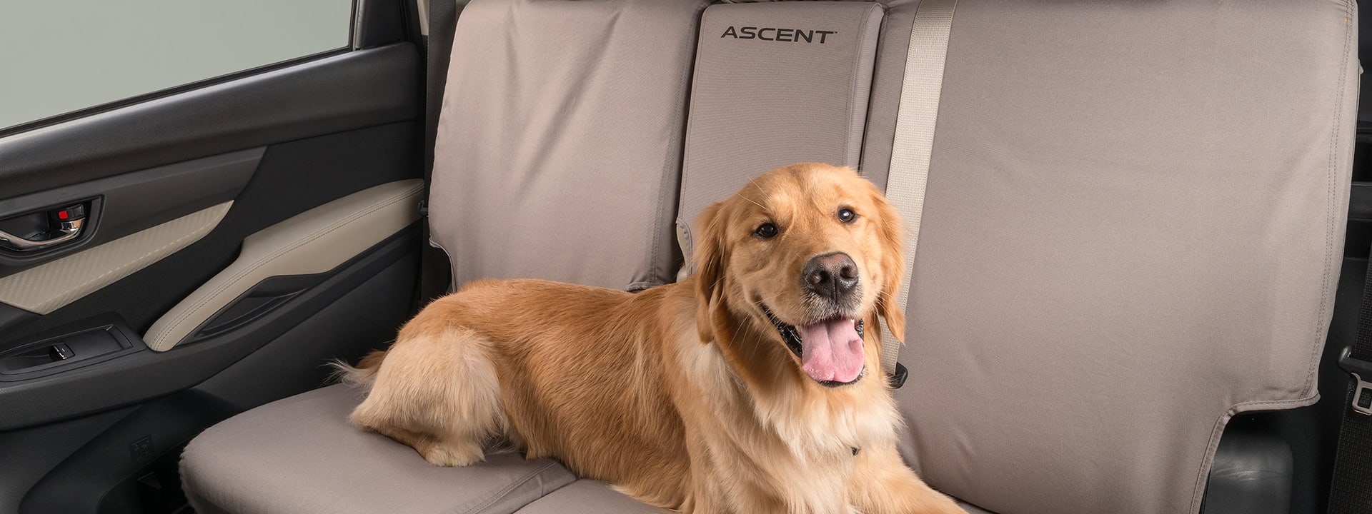 Dog in backseat of car with seat cover