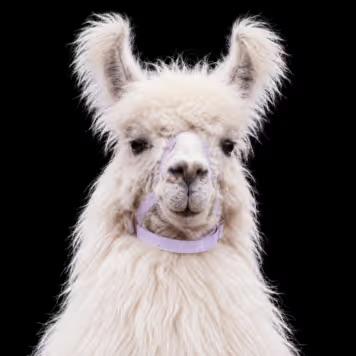 Caesar The No  Drama Llama