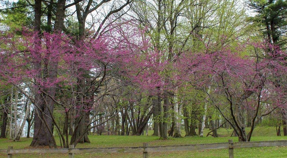 "Redbud trees flowering in Ellison Park in Rochester, NY.