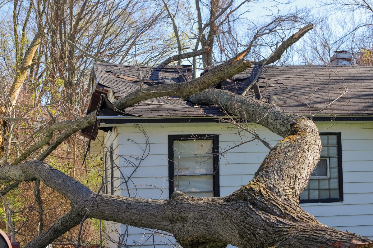 Tree Fallen on Home after Tornado