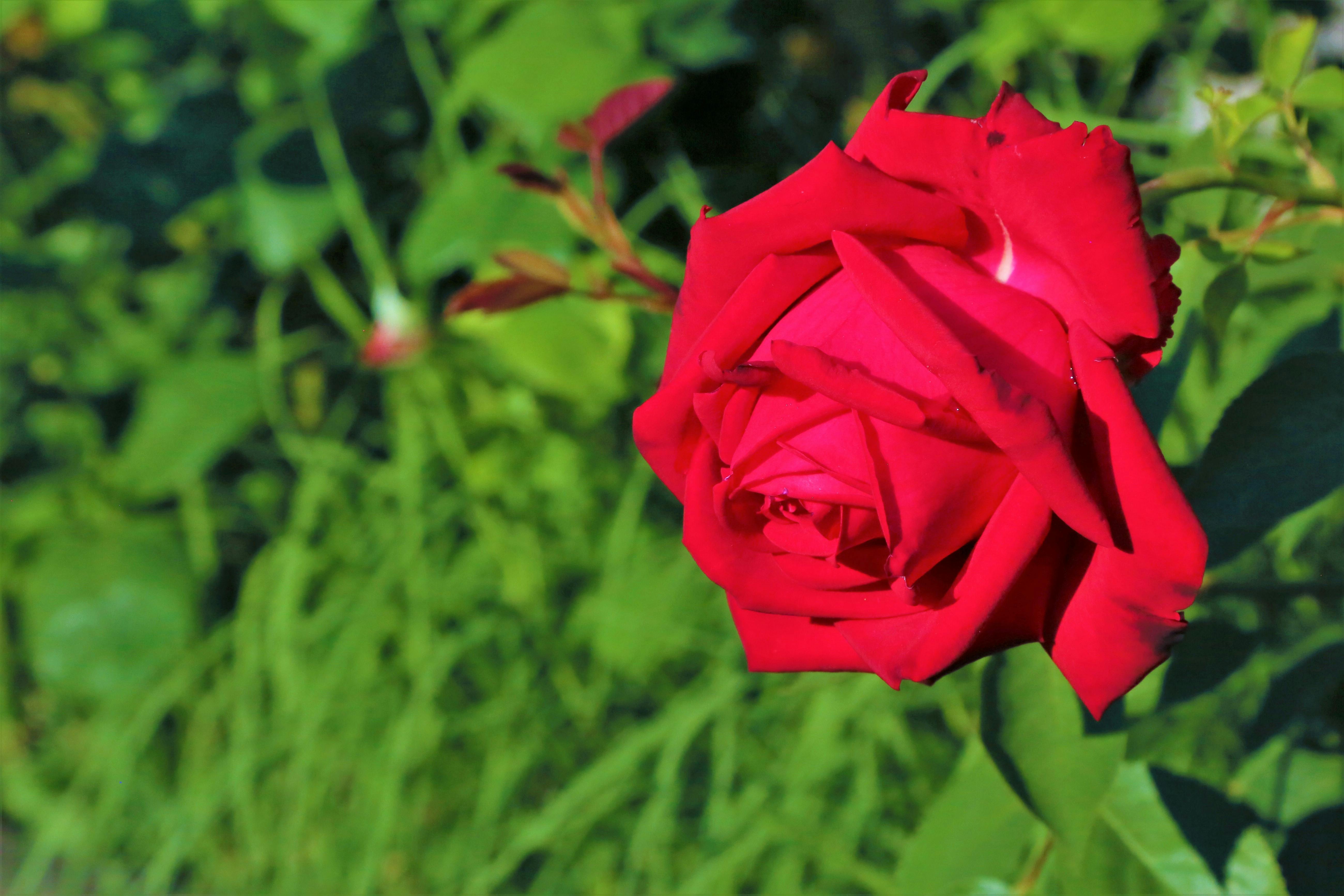Family loading a minivan with space and convenience features