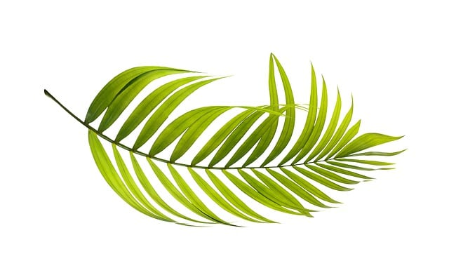 Green Palm Leaf