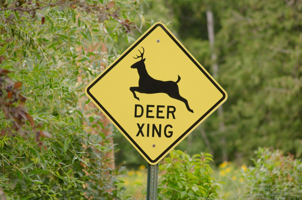 Deer Xing Yellow Street Sign