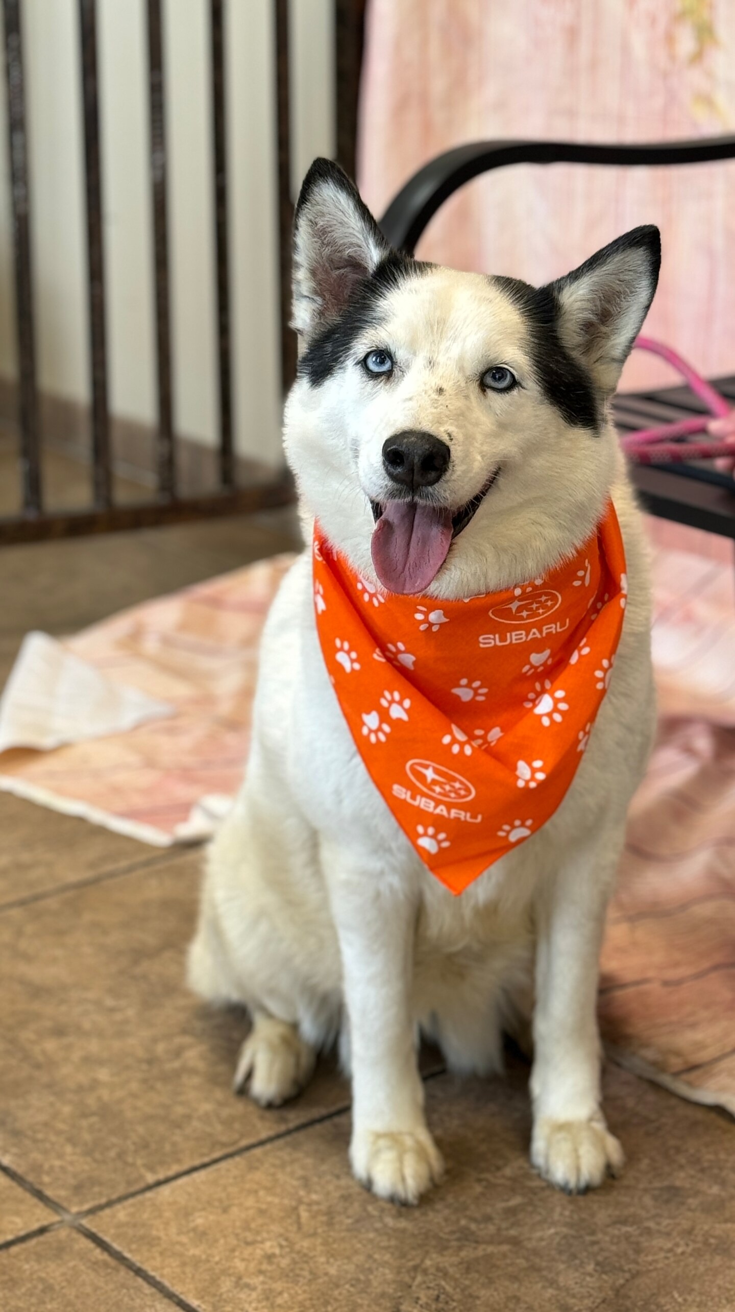 Joplin Humane Society animals at the Dog Days of Summer event