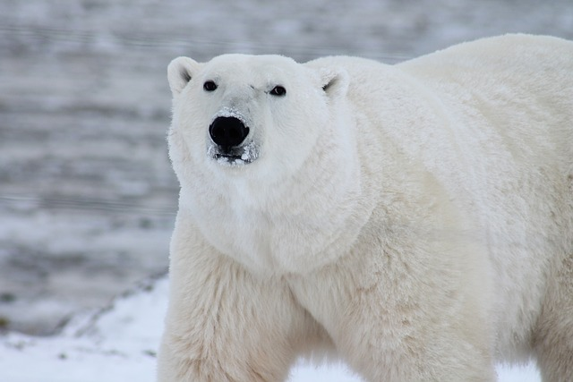 polar bear, bear, sea bear