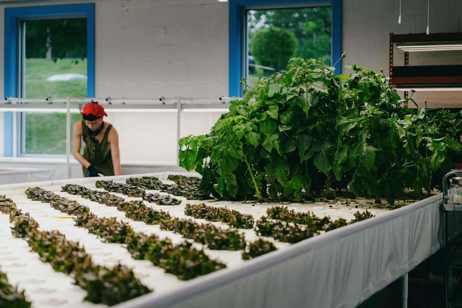 gardening in the Harvest Moon Aquaponics room at Masano Auto Park car dealership near Pennsylvania