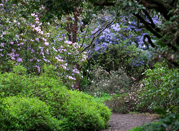 A garden with a variety of plants and a small pond.