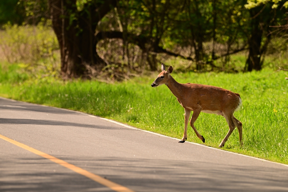 Deer Crossing Road