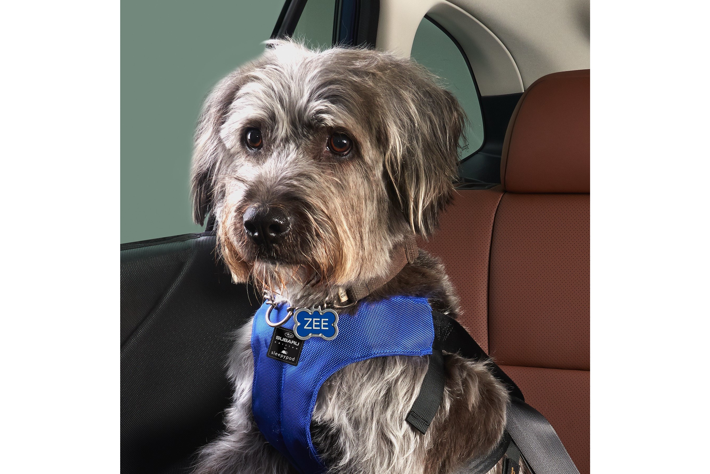 Dog wearing pet harness