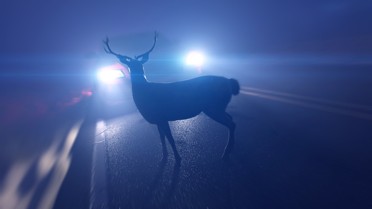 Deer in Headlights of Approaching Car