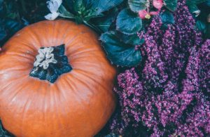 pumpkin-and-flowers_p