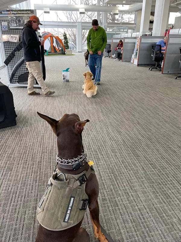 Dog in a harness watching shoppers walk with their dogs in the dealership