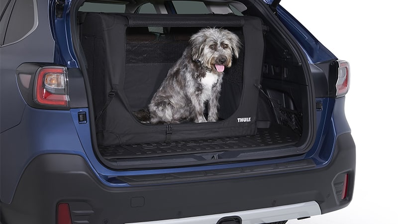 Dog in pet kennel in back of a car