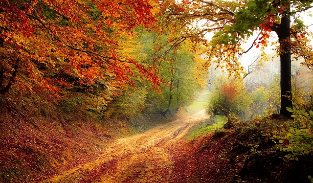 Road Going through forest during Fall