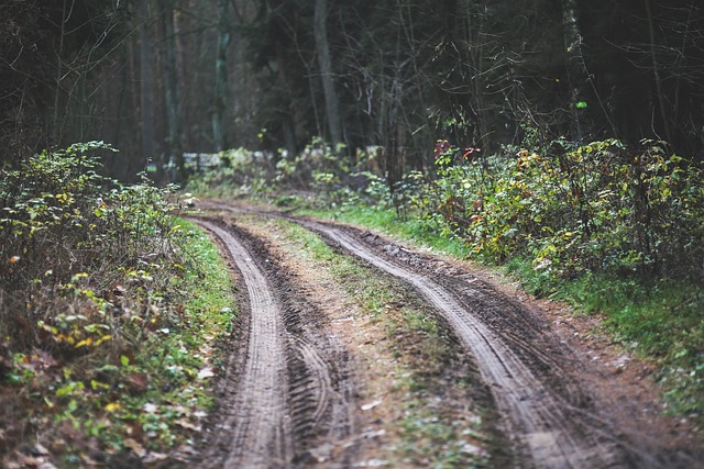 Dirt Road through forest