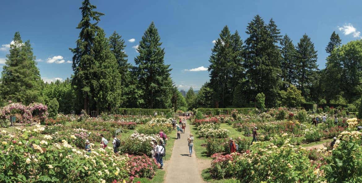 Portland rose garden surrounded by tall evergreens