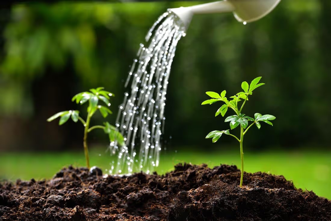 sustainable green car dealership near me Lancaster pa, watered plants