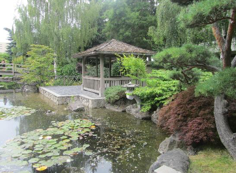 A Japanese garden with a variety of plants and a small pond.