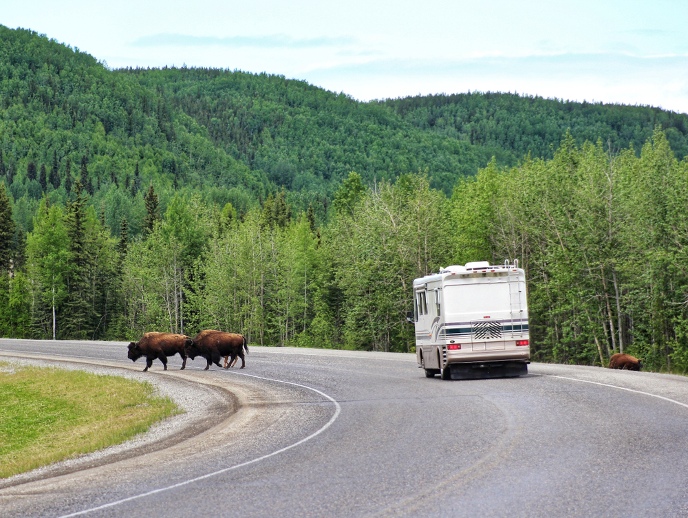 two buffalos cross the road as a recreational vehicle drives by