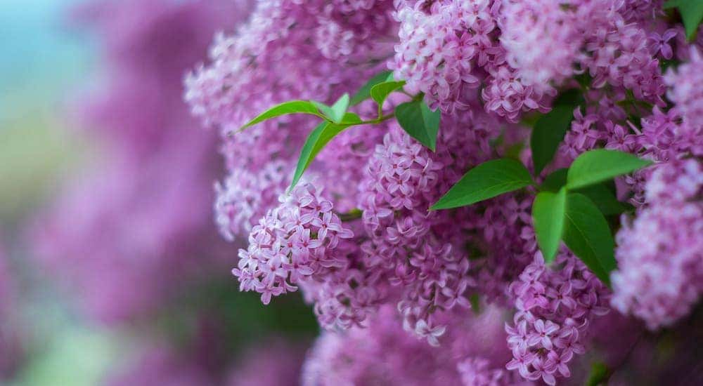 A closeup of a lilac flower from a festival in Rochester, NY.