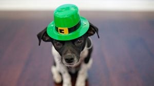 St. Patrick's Day Events in Alhambra, CA