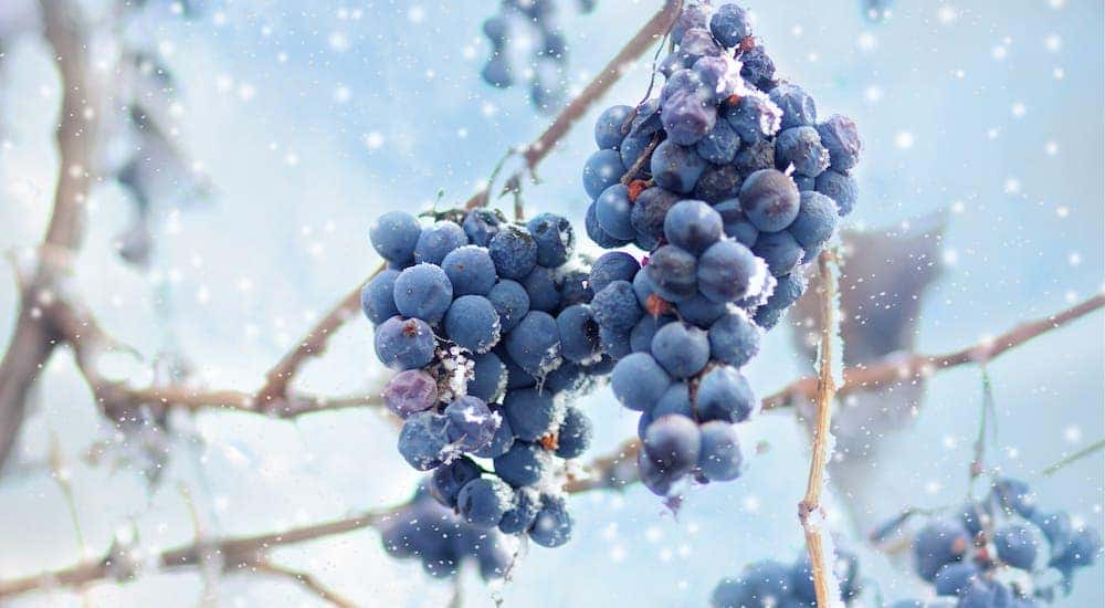 Bunches of grapes are shown on a snowy vine at a Brockport winery.