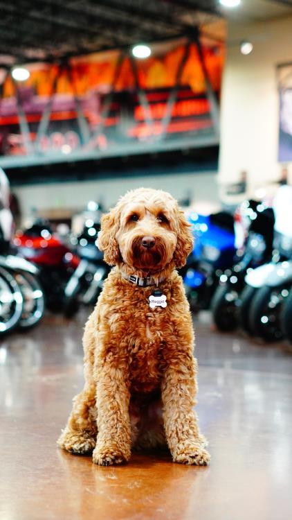Reggie-photo