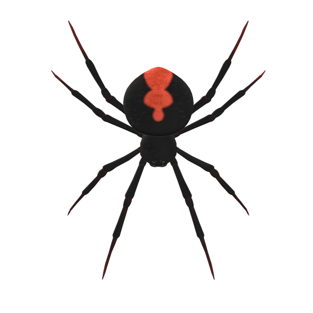 Black Widow Spider