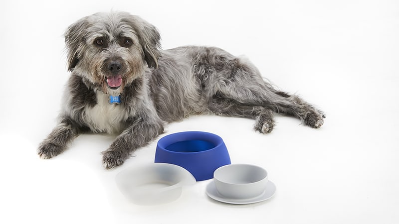 Dog laying with several travel bowls
