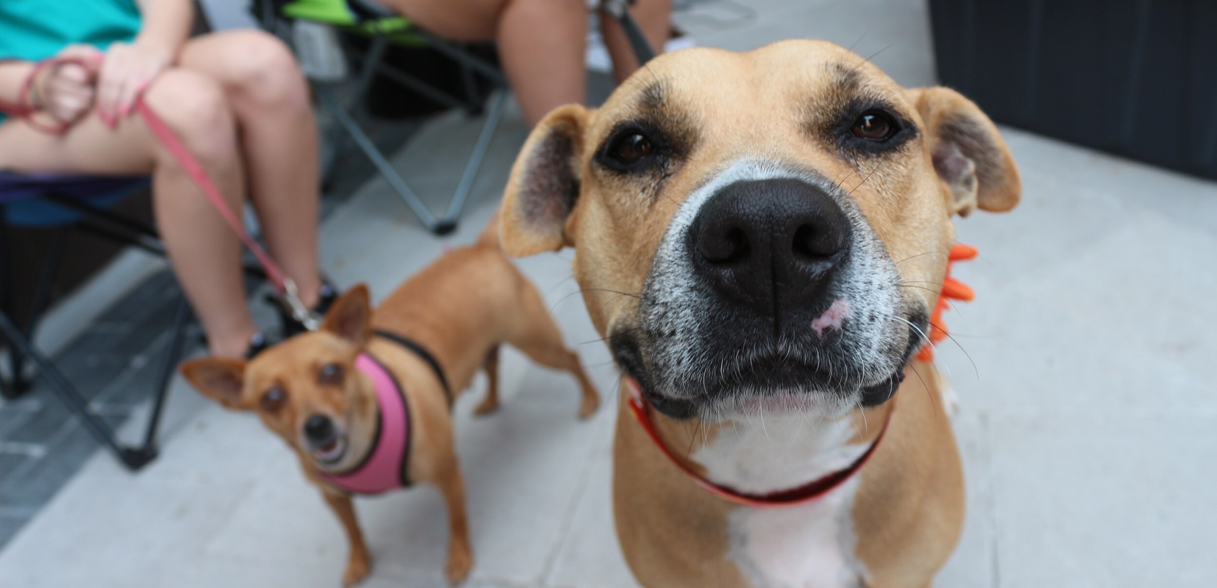 Visit Erie County SPCA Website