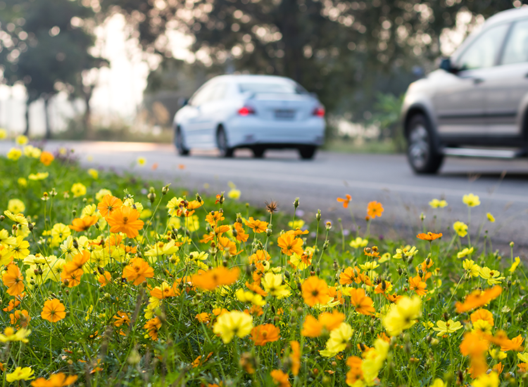 A car driving on a road lined with yellow flowers.