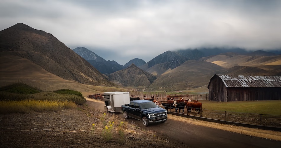2026 Ford F-150 hauling cattle