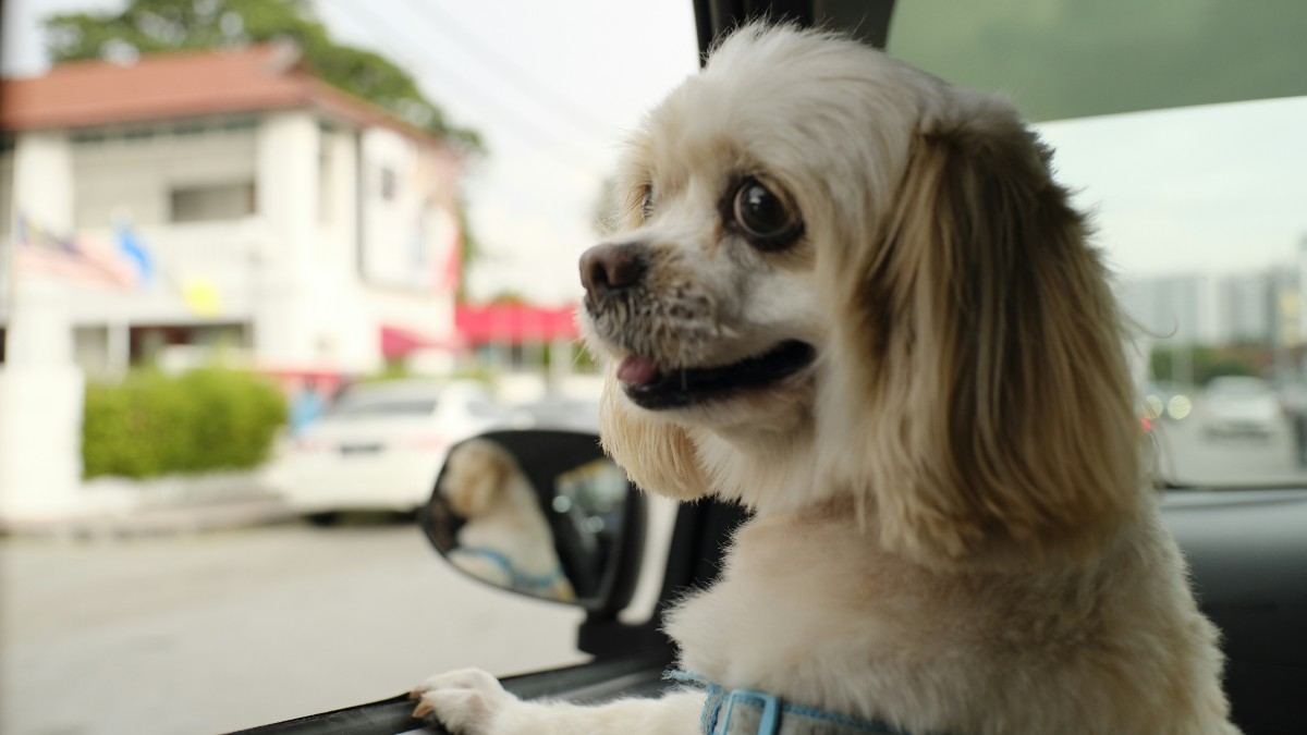 Dog in Vehicle