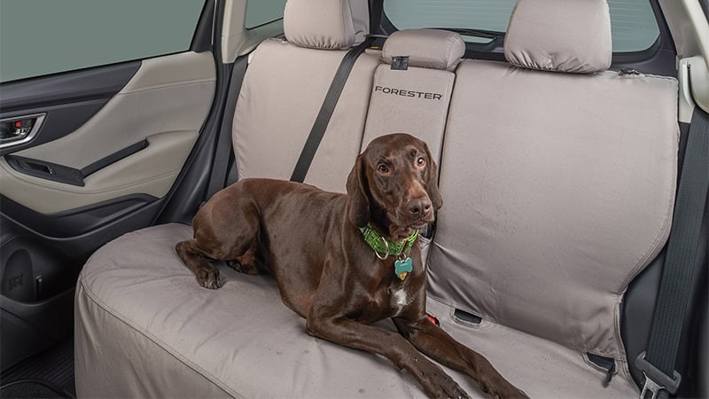 Dog laying on rear seat cover