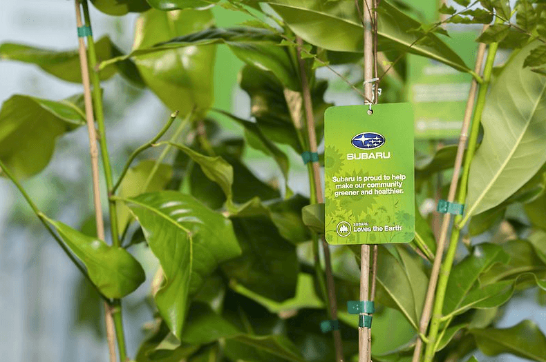 Tree sapling with a Subaru tag