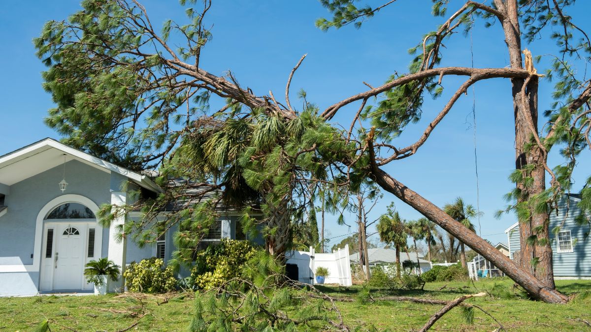 Natural Disaster Damage to Tree and Home