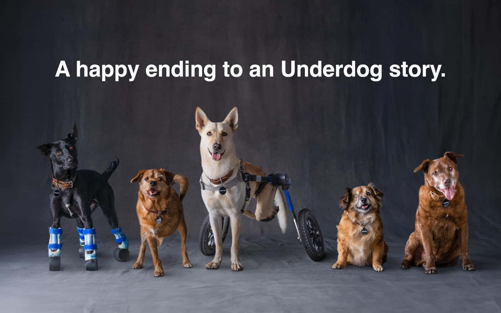 Rescue dogs with mobility aids: a happy ending to an underdog story