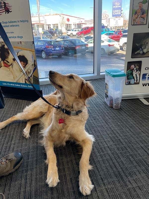 Service dog sitting in the Heuberger Subaru showroom