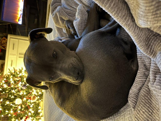 Winston