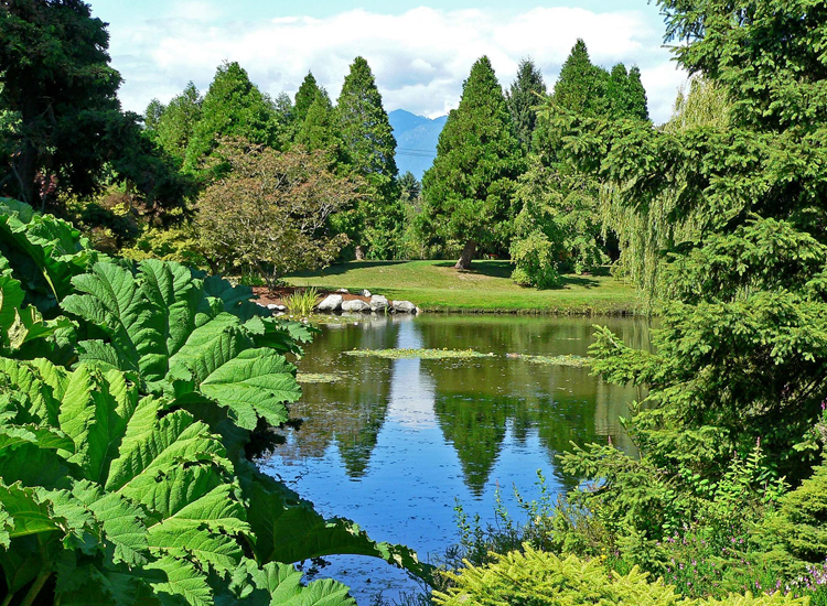 A large green plant in front of a pond surrounded by trees.