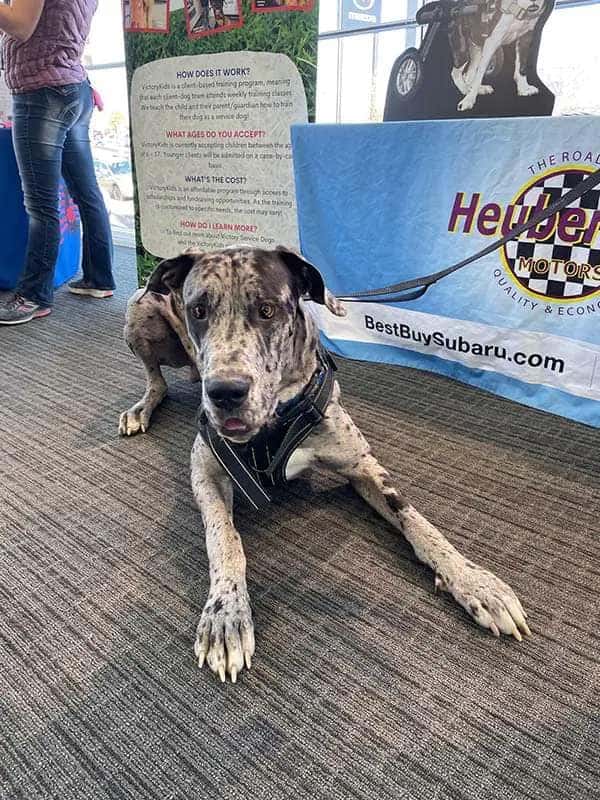 Service dog lying in the Heuberger Subaru showroom