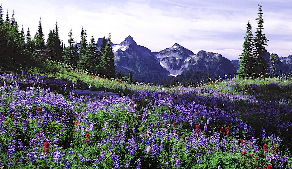 Mount Rainier National Park in Washington