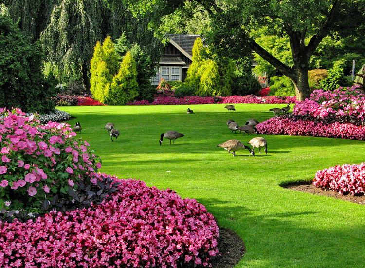 A path through a garden with various plants and trees.