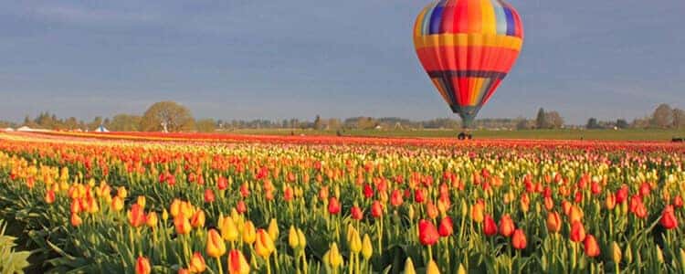 logo_tulip-fest