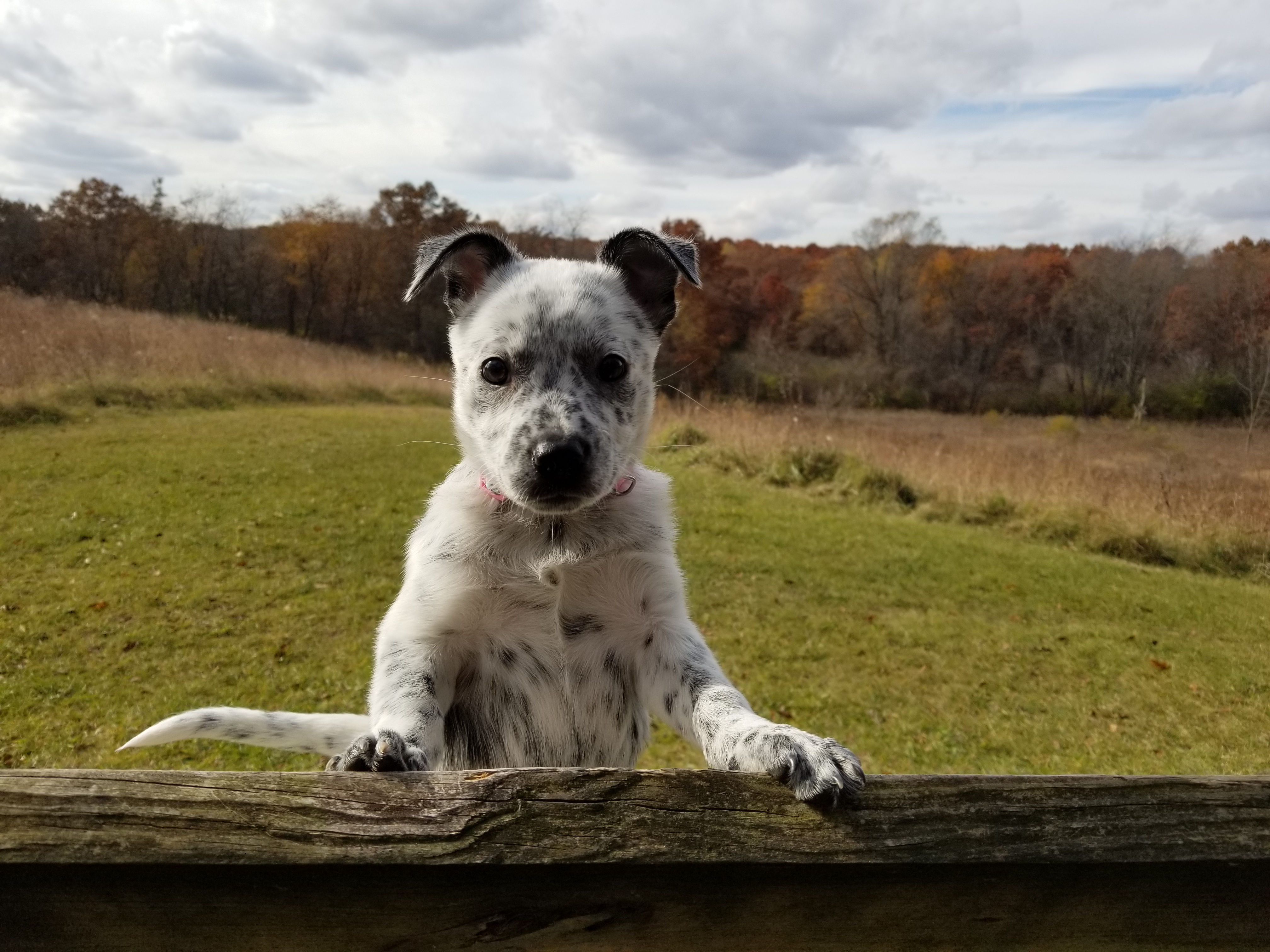 black and white spotted puppy. grassy hill in background