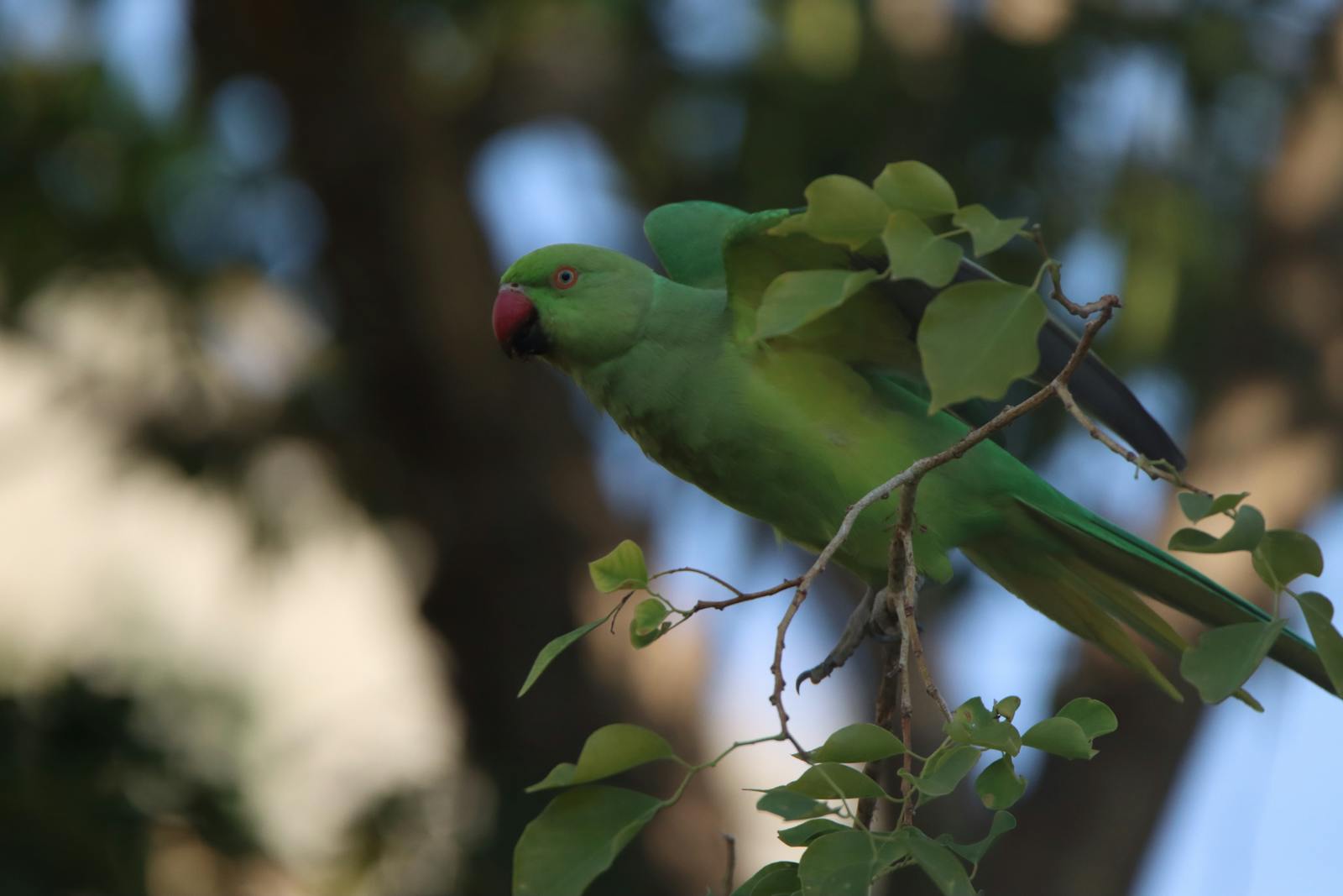 Close-up of modern SUV driver-assist dashboard indicators