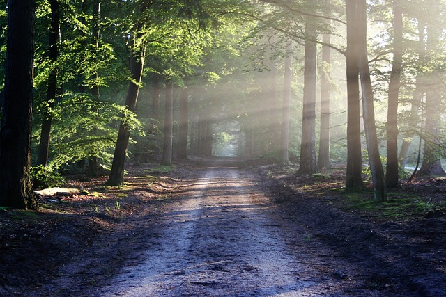 Trail Through Woods