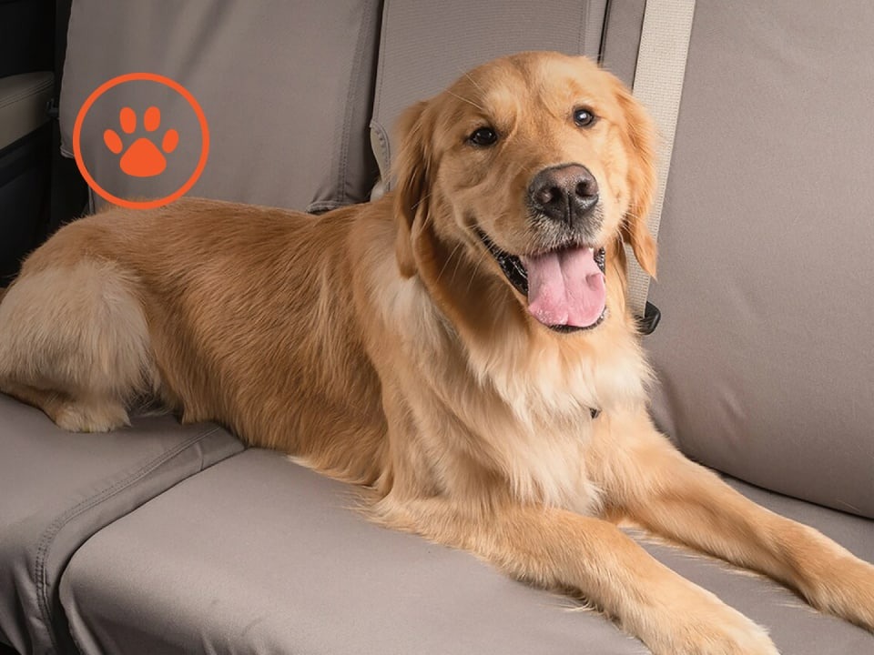 Pet-Friendly Accessories
